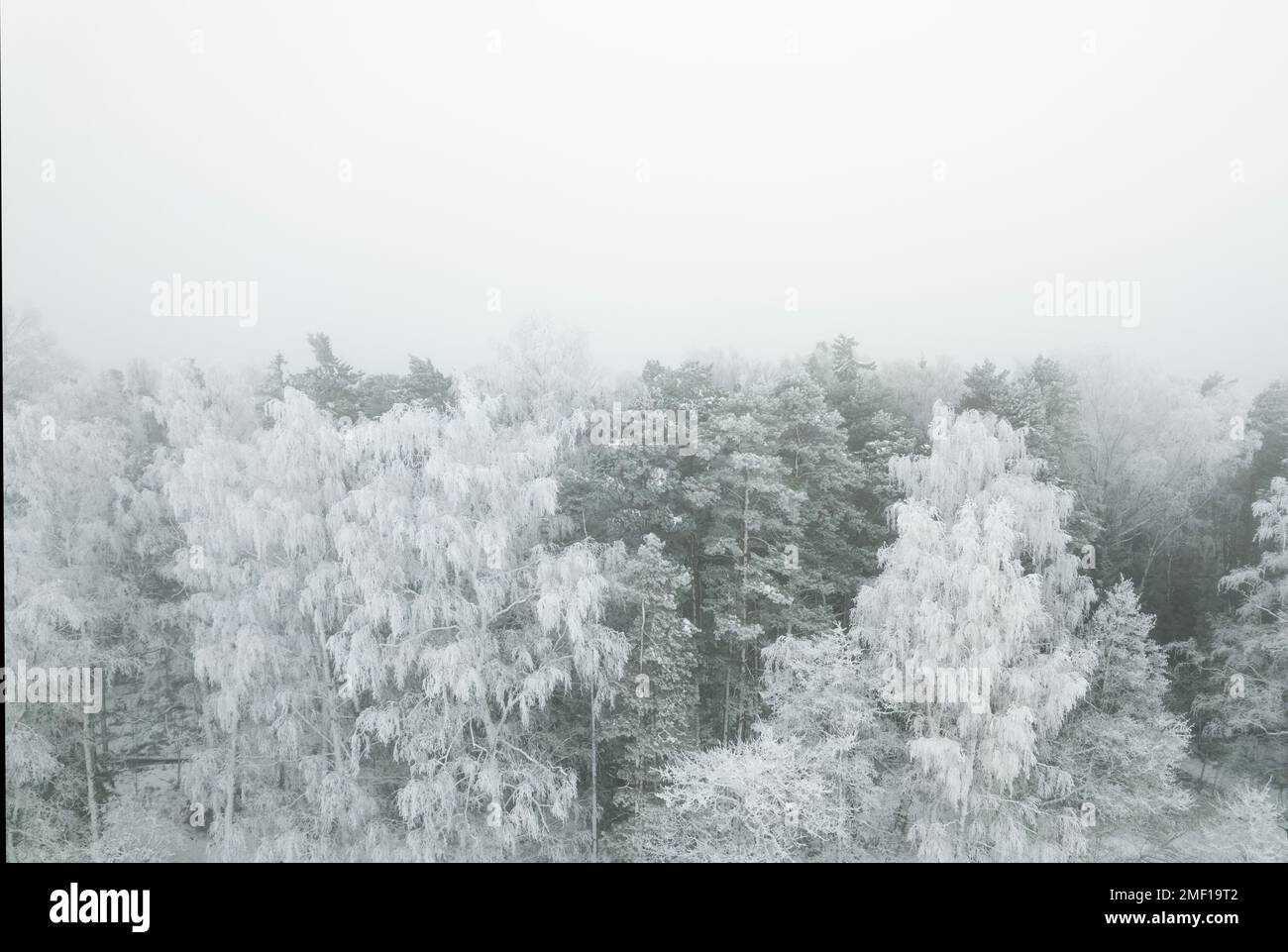 Arbres givré dans un paysage gris d'hiver Banque D'Images
