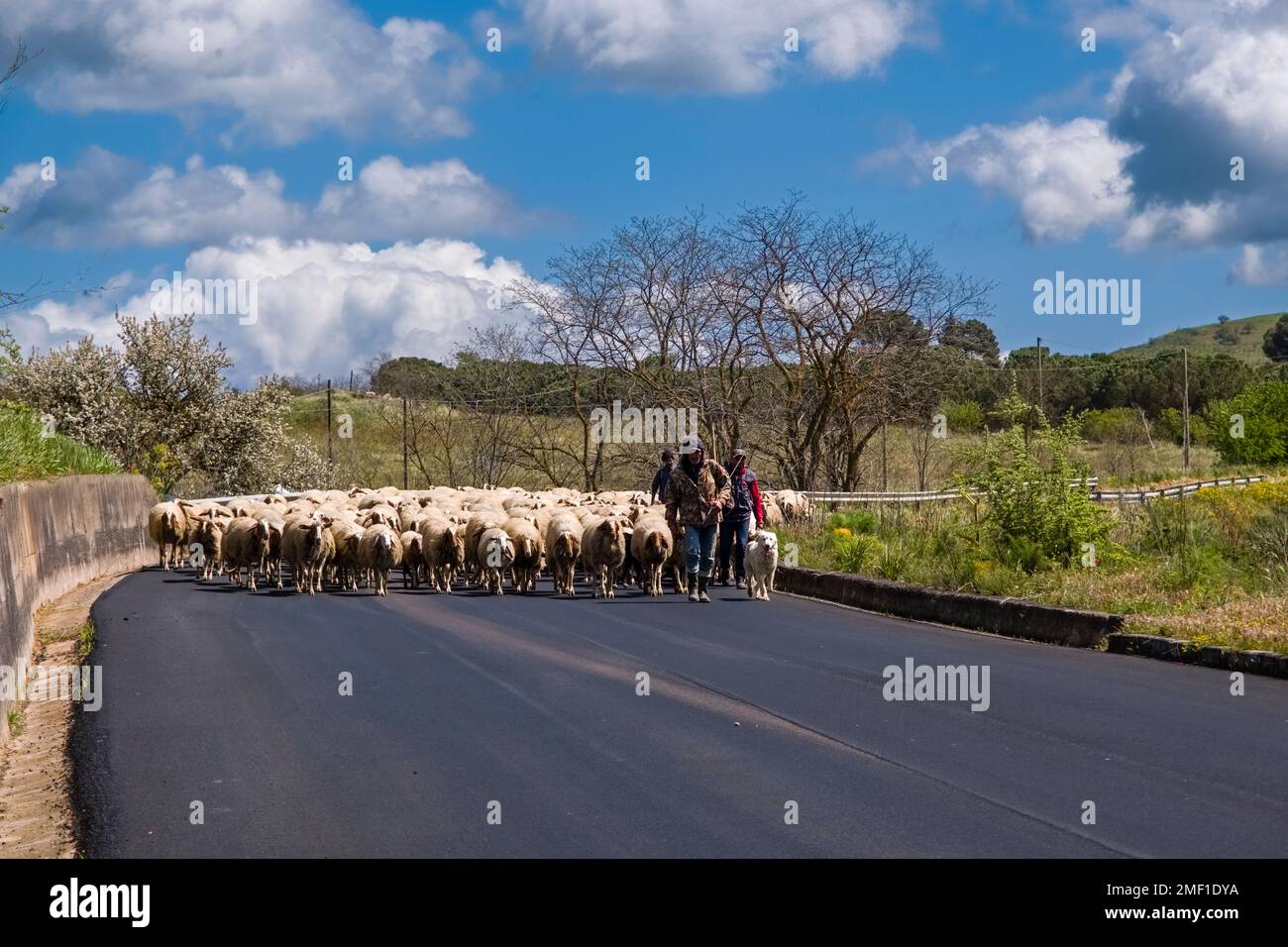 Trois bergers et leurs chiens conduisent un troupeau de moutons le long d'une route. Banque D'Images