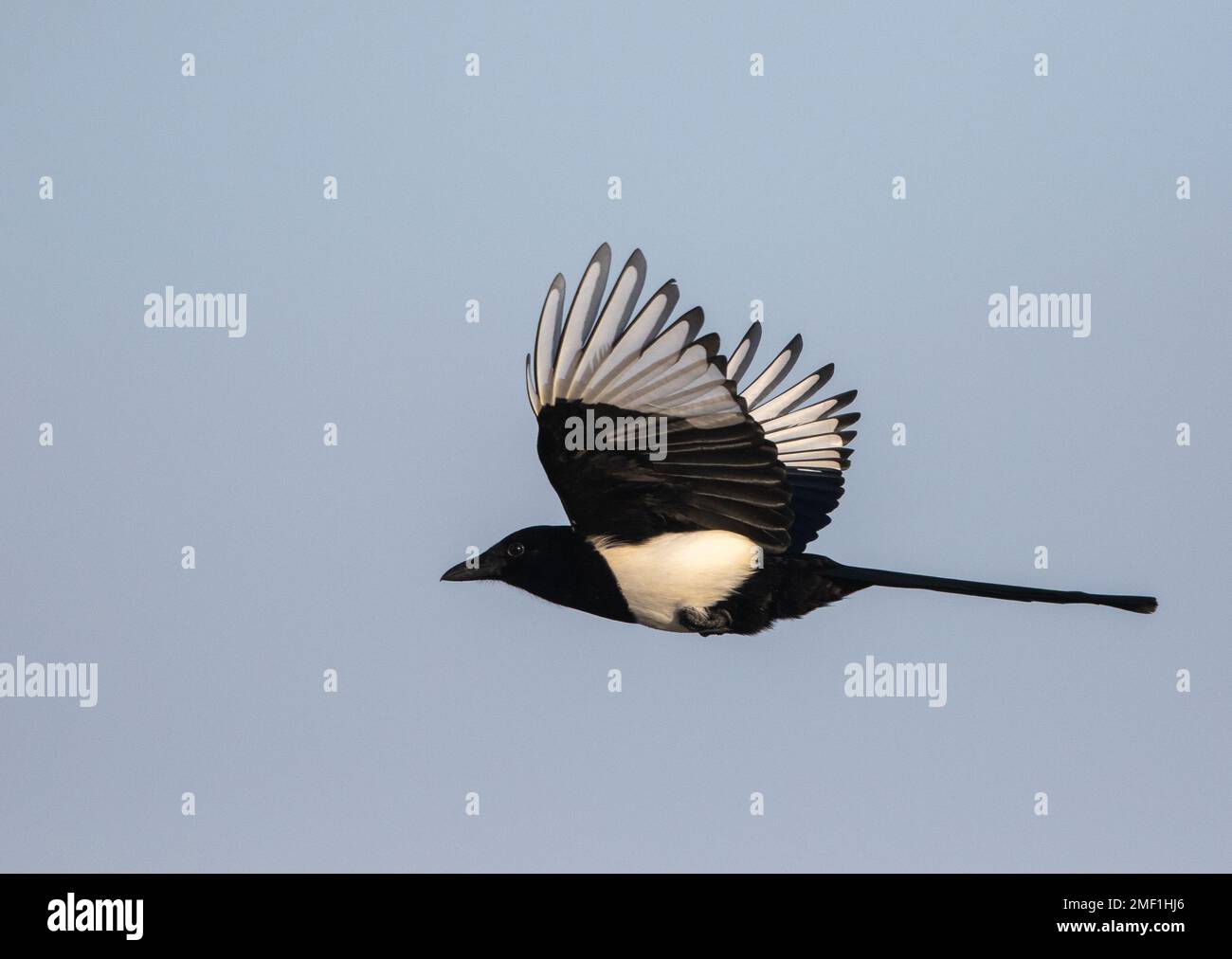 Magpie (Pica pica) en vol, WWT Slimbridge, Gloucestershire, Angleterre, janvier. Banque D'Images