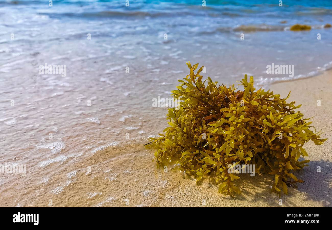 L'algue rouge jaune frais sargazo sur la plage tropicale mexicaine des caraïbes à Playa del Carmen Quintana Roo Mexique. Banque D'Images