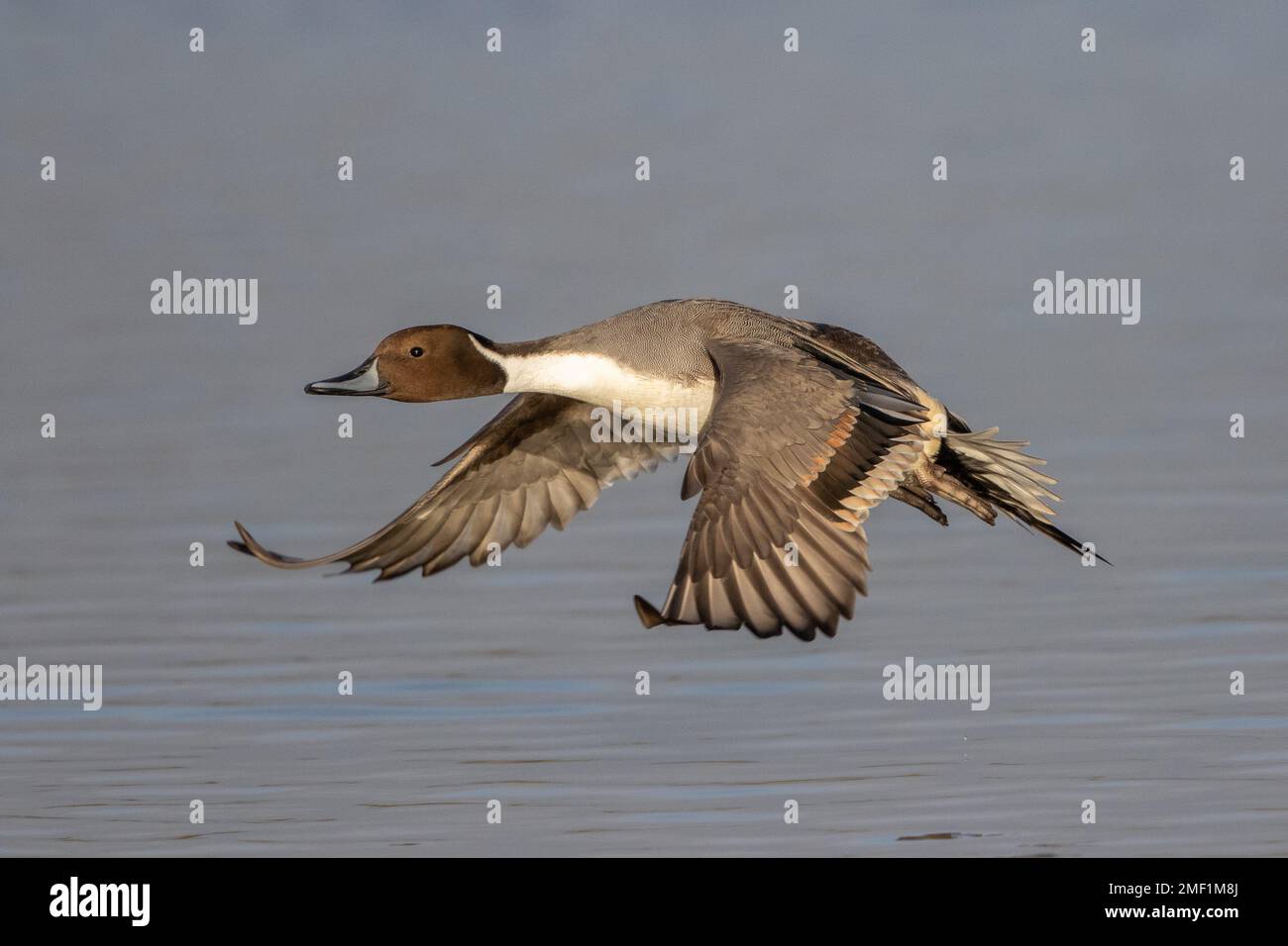 Northern Pintail (Anas acuta), homme adulte en vol, WWT Slimbridge, Gloucestershire, Angleterre, décembre. Banque D'Images