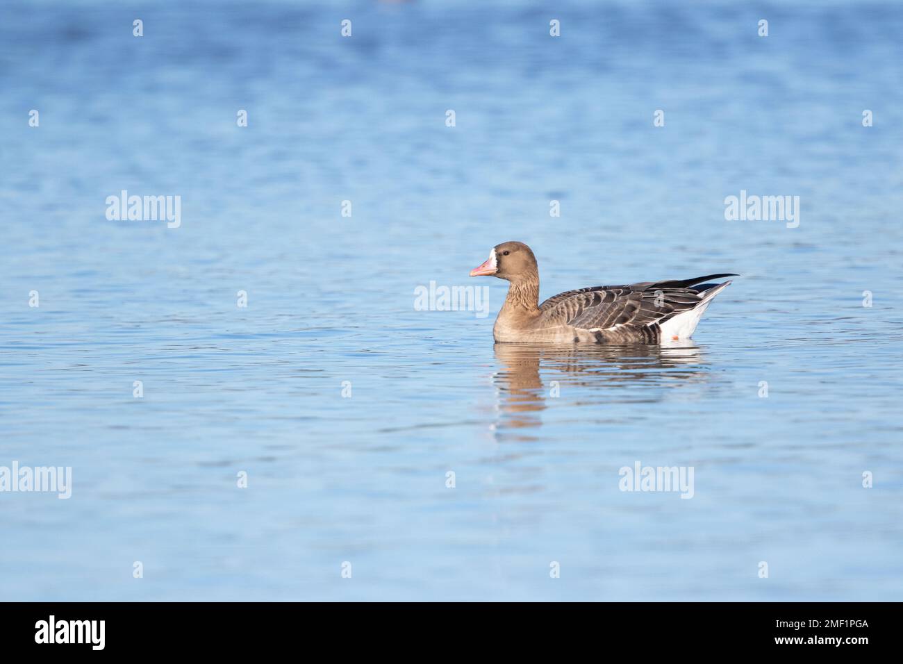 Bernache russe à front blanc, (Anser albifrons), nage des adultes sur le lac, WWT Slimbridge Gloucestershire, Angleterre, janvier. Banque D'Images
