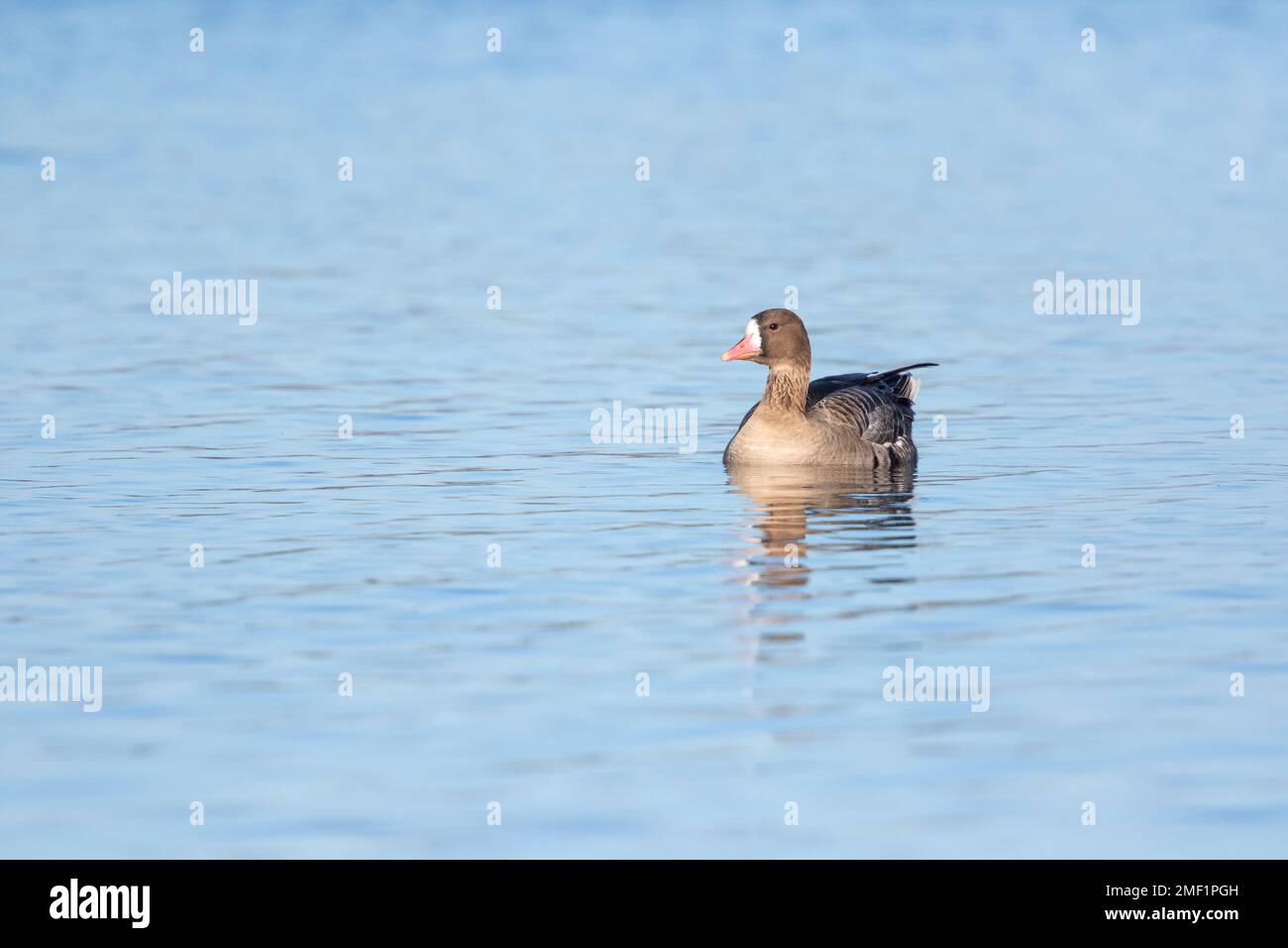 Bernache russe à front blanc, (Anser albifrons), nage des adultes sur le lac, WWT Slimbridge Gloucestershire, Angleterre, janvier. Banque D'Images