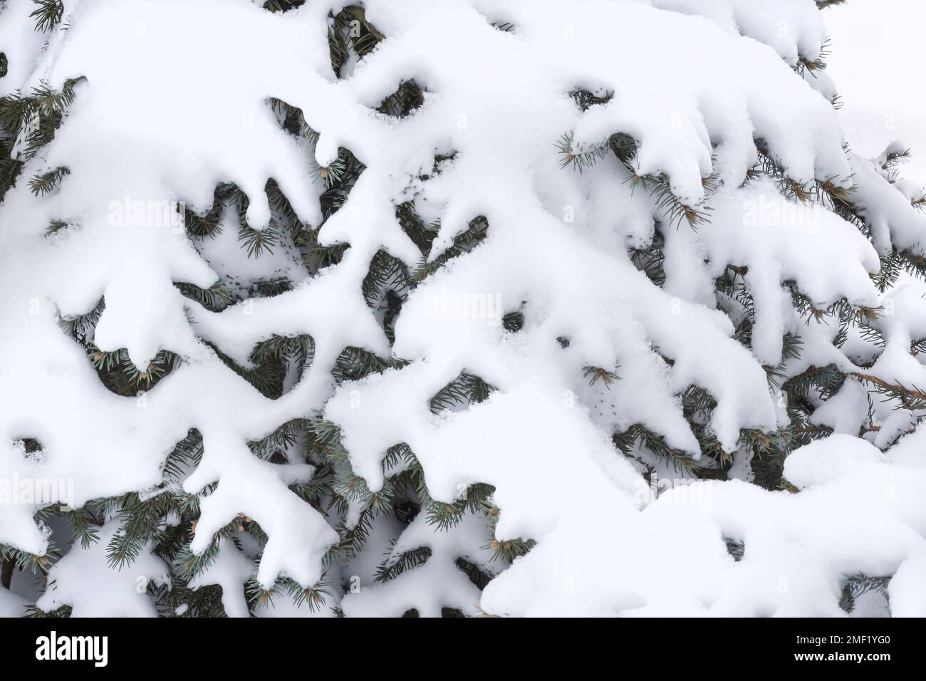gros plan de branches de sapin couvertes de neige blanche Banque D'Images