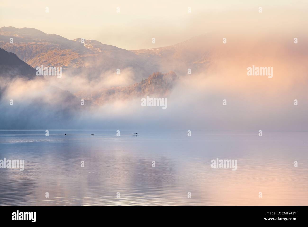 Bernaches volent au-dessus d'un lac calme et brumeux à l'aube. Derwentwater, Keswick, Lake District, Royaume-Uni. Banque D'Images