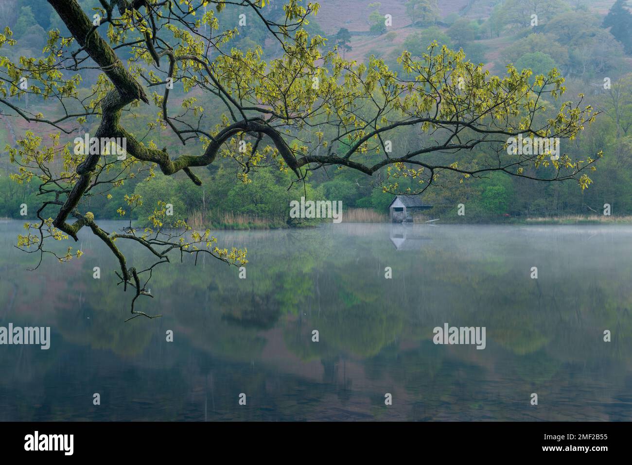 Vue calme et paisible sur le lac brumeux à l'aube avec des couleurs vertes du printemps. Rydal Water, Lake District, Royaume-Uni. Banque D'Images