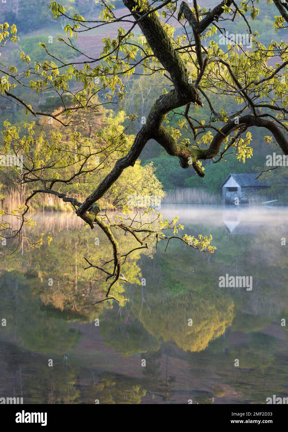 Fresh Spring laisse sur les branches d'arbre avec petit hangar à bateaux et lac brumeux en arrière-plan. Rydal Water, Lake District, Royaume-Uni. Banque D'Images