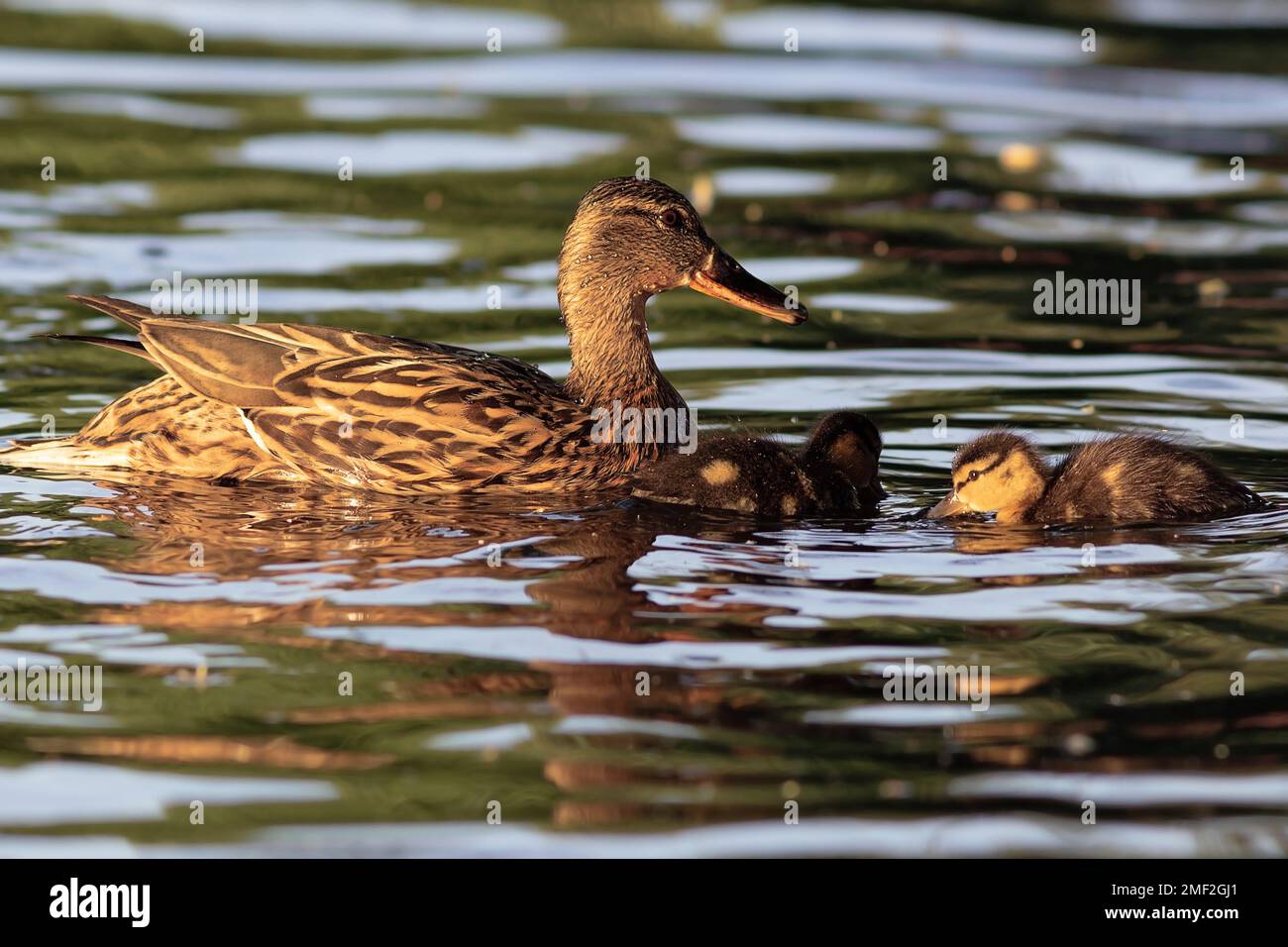 Canard colvert avec canetons (Anas platyrhynchos); jolie famille heureuse nageant ensemble sur l'étang Banque D'Images