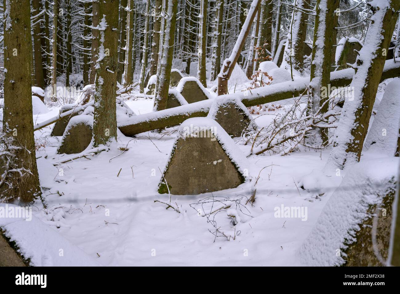 Plan moyen des dents du dragon anti-char recouvertes de neige dans une forêt Banque D'Images