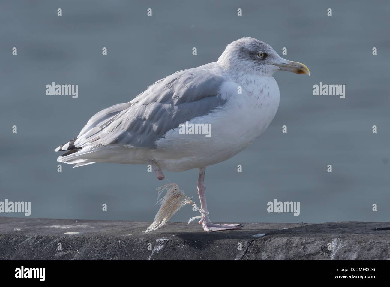 Le Goéland à harengs (Larus argentatus) en arrière-plan de la mer. Oiseau avec jambe amputée en raison de l'enchevêtrement dans un morceau de filet ou de ficelle Banque D'Images
