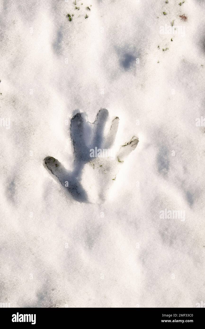 Palm imprimer dans la neige fraîche et blanche, vue du dessus Banque D'Images