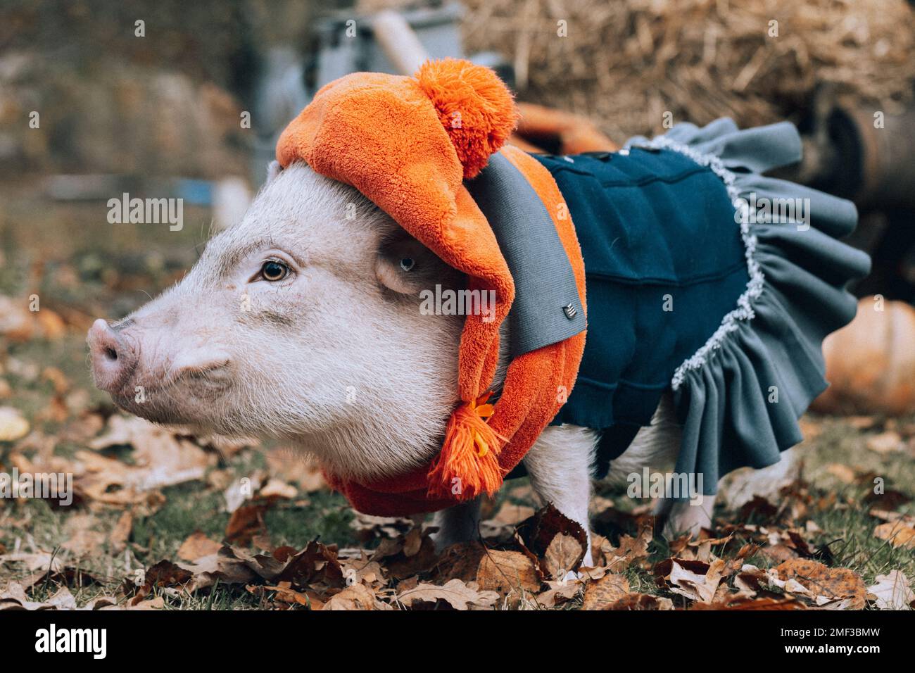 Mini cochon blanc dans un costume élégant posé sur un fond d'automne Banque D'Images