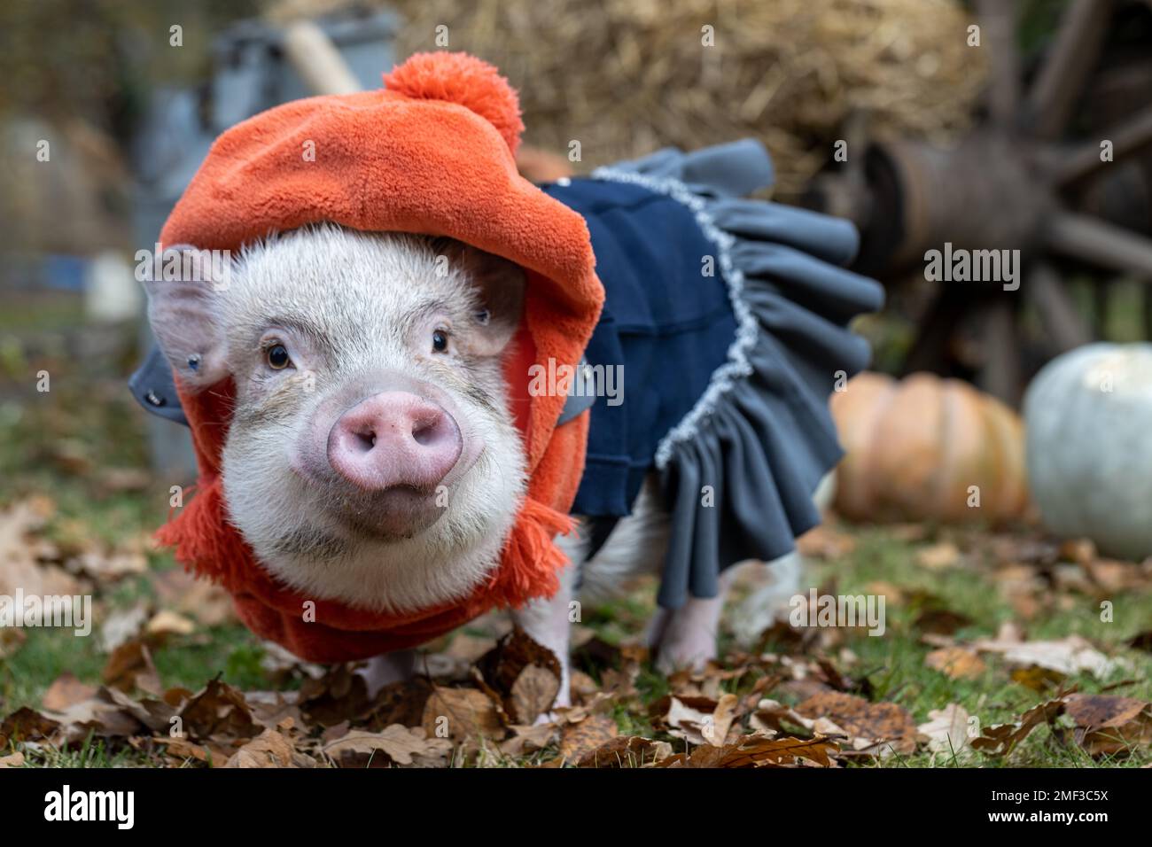 Mini cochon blanc dans un costume élégant posé sur un fond d'automne Banque D'Images