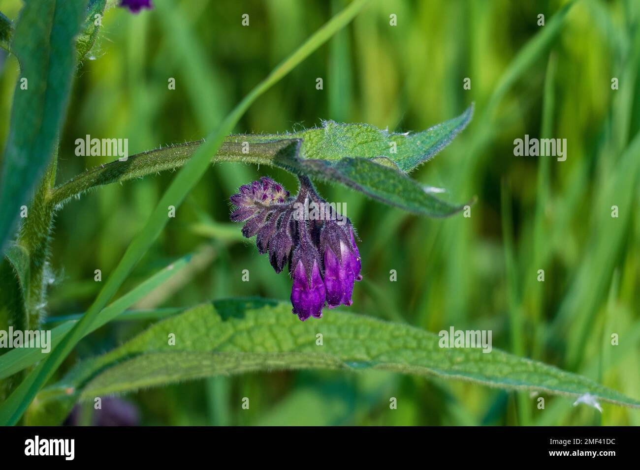 Beinwell Plüte in lila, violet auf der Wiese Banque D'Images