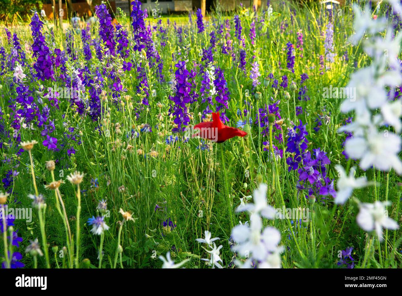 Blue Bonnet fleurs au Texas au printemps 2022. Banque D'Images