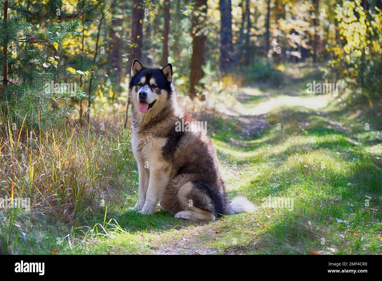 Alaska malamute dans la forêt d'automne Banque D'Images