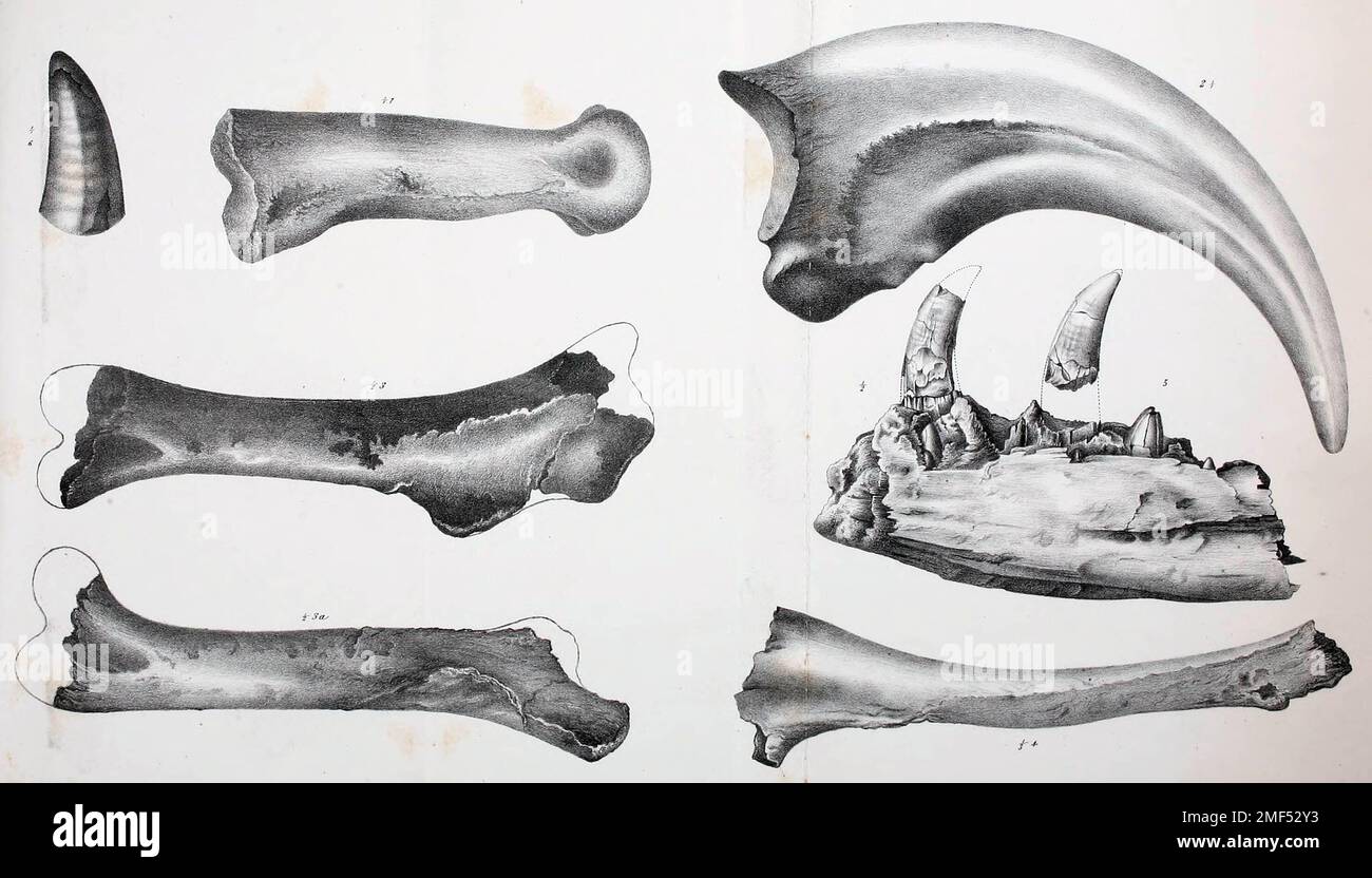 Restes fossiles de Dryptosaurus/Laelaps. Banque D'Images