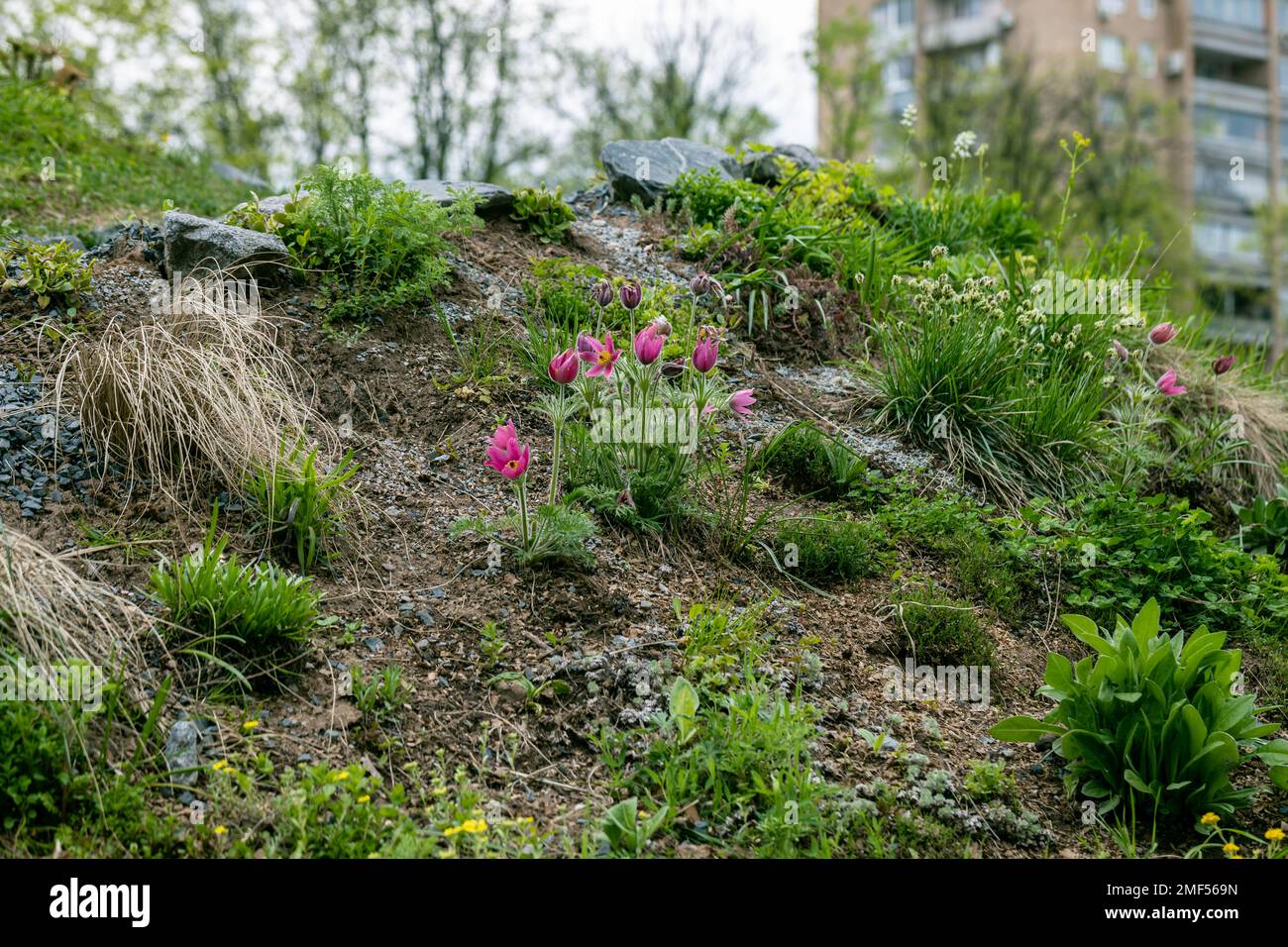 Divers tulipes clusiana fleurissent dans un jardin en avril Banque D'Images