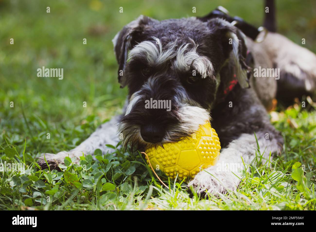 Le chiot zwergschnauzer miniature gris est allongé sur une pelouse verte dans la nature par beau temps et joue avec une balle jaune. Une femelle en marche. Canine dom Banque D'Images
