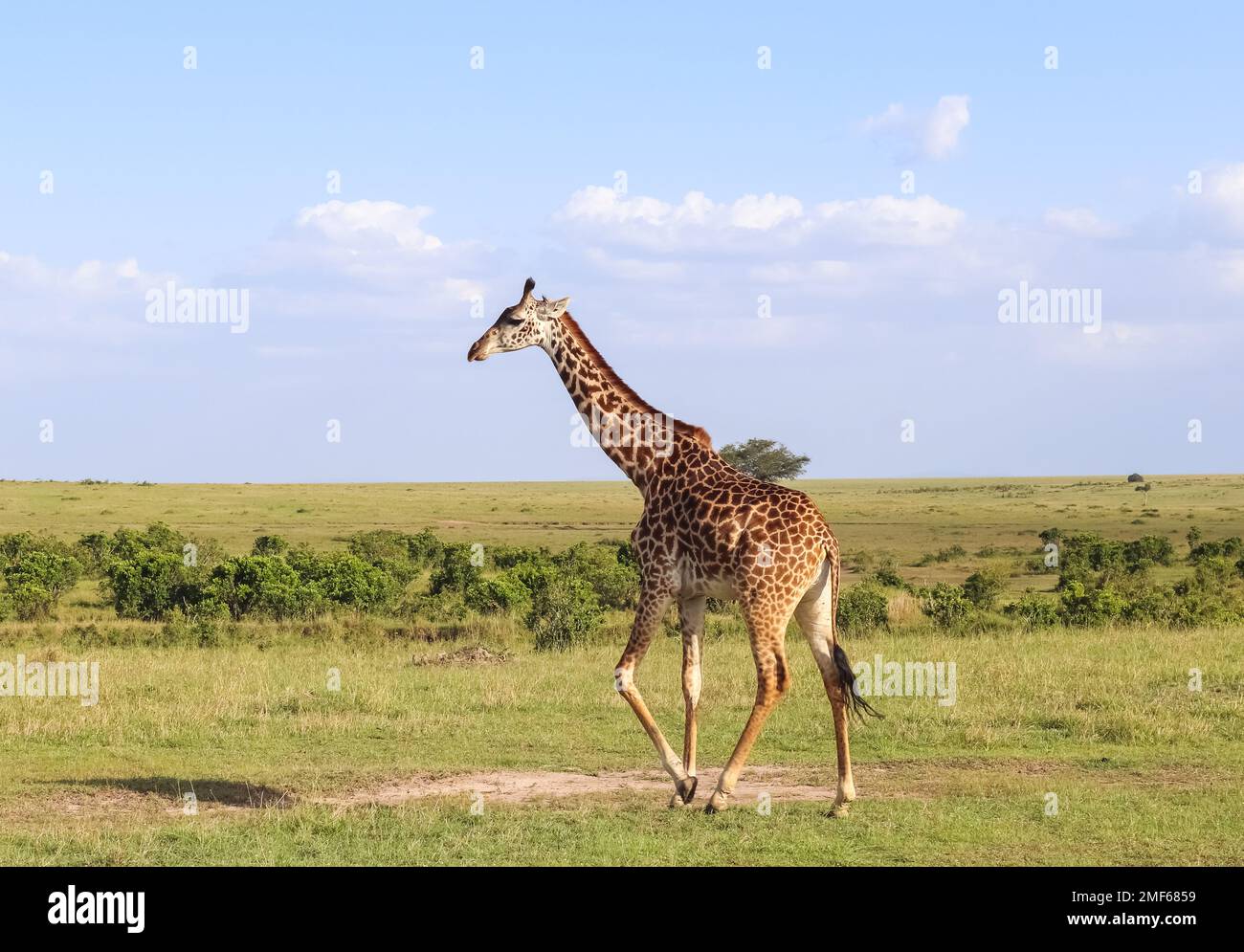 Belle girafe dans la nature sauvage de l'Afrique Banque D'Images