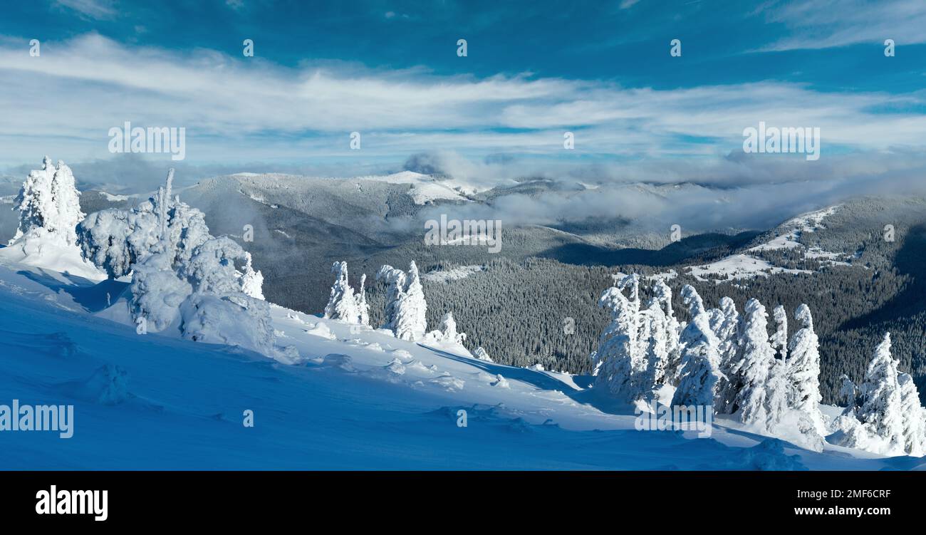 Panorama de montagnes aux cimes enneigées de l'hiver sur les arbres en face de la pente, des Carpates (Ukraine) Banque D'Images