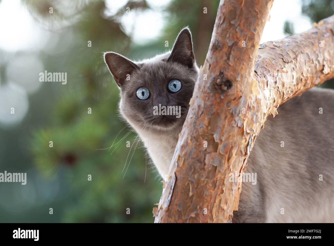 Chat thaïlandais sur un arbre. Gros plan d'un chat thaïlandais dans la nature. Banque D'Images