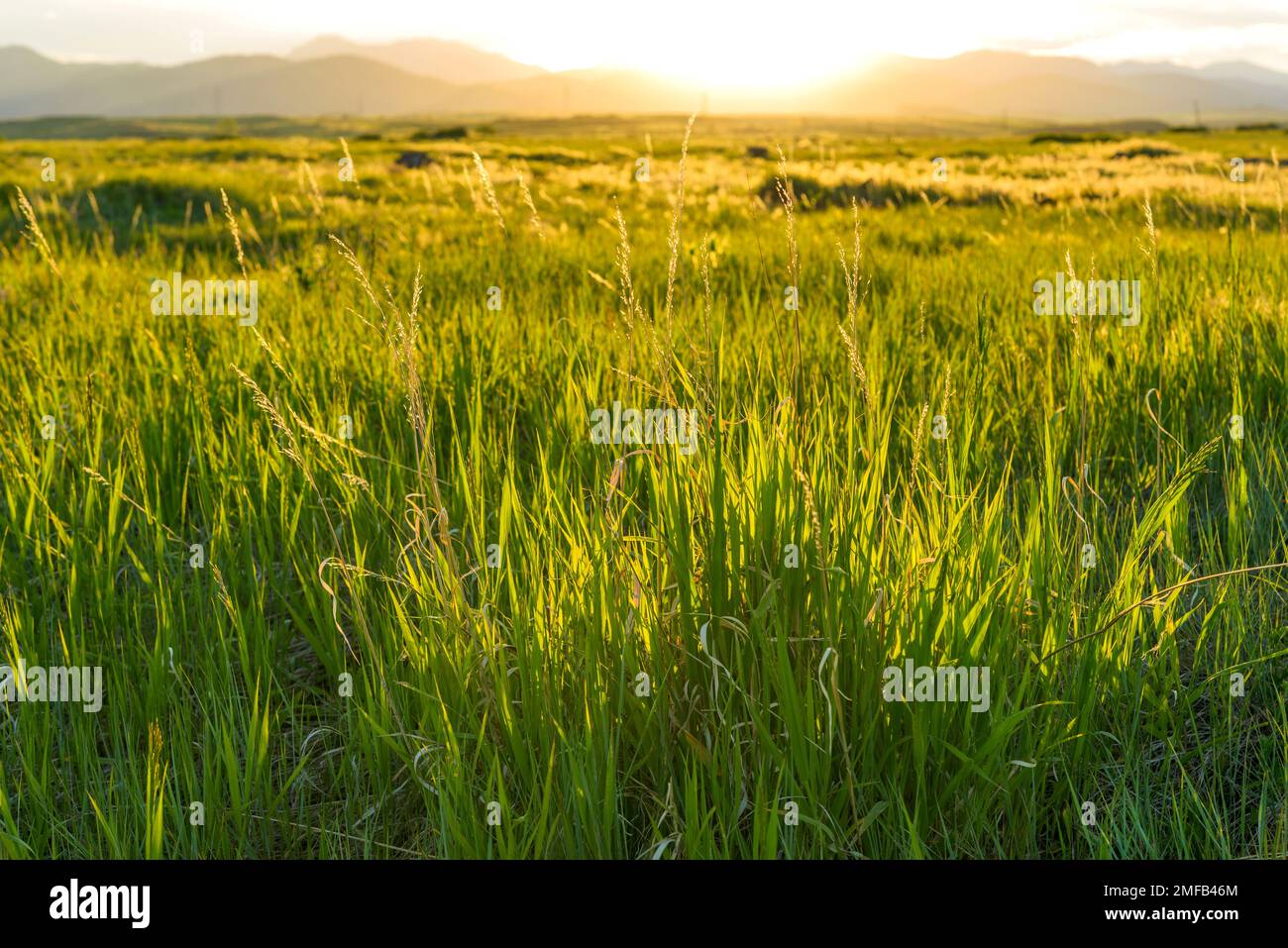 Sunset Meadow - coucher de soleil de printemps dans un pré de montagne. South Table Mountain Park, Denver-Golden-Lakewood, Colorado, États-Unis. Banque D'Images