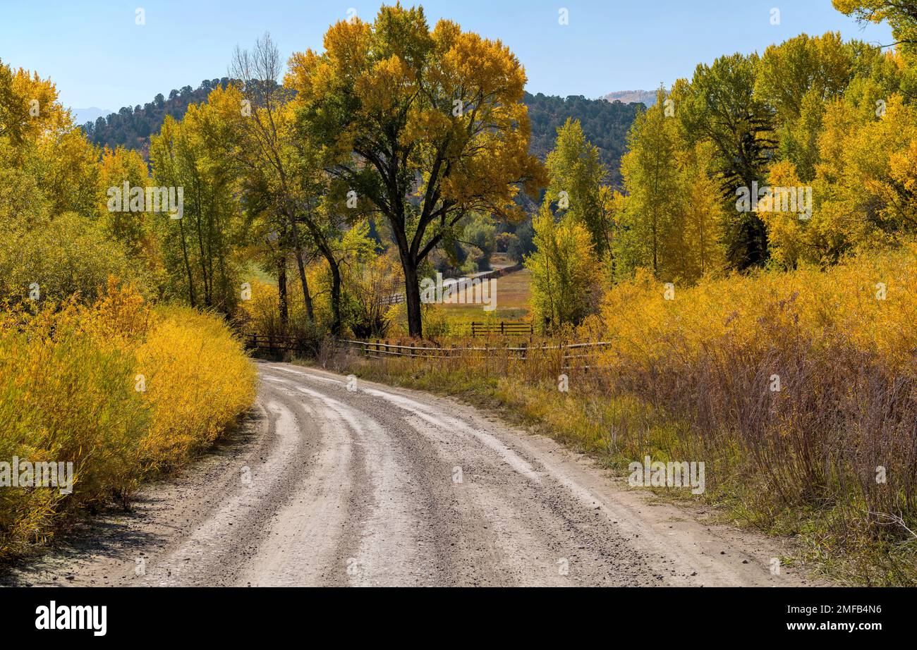 Route de campagne d'automne - vue d'automne le matin d'une route arrière-pays sinueuse à travers un ranch de montagne. CR 9, alias West Dallas Road, Ridgway-Telluride, CO Banque D'Images