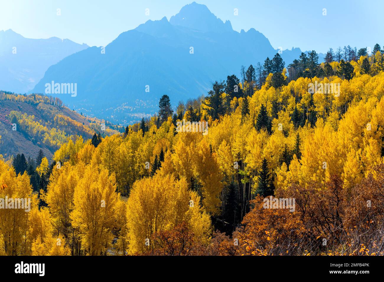 Forêt de montagne d'automne - lumière du soleil d'automne matinale lumineuse qui se trouve sur une forêt de montagne colorée dans la chaîne des Sneffels accidentés, forêt nationale d'Uncompahgre, CO Banque D'Images
