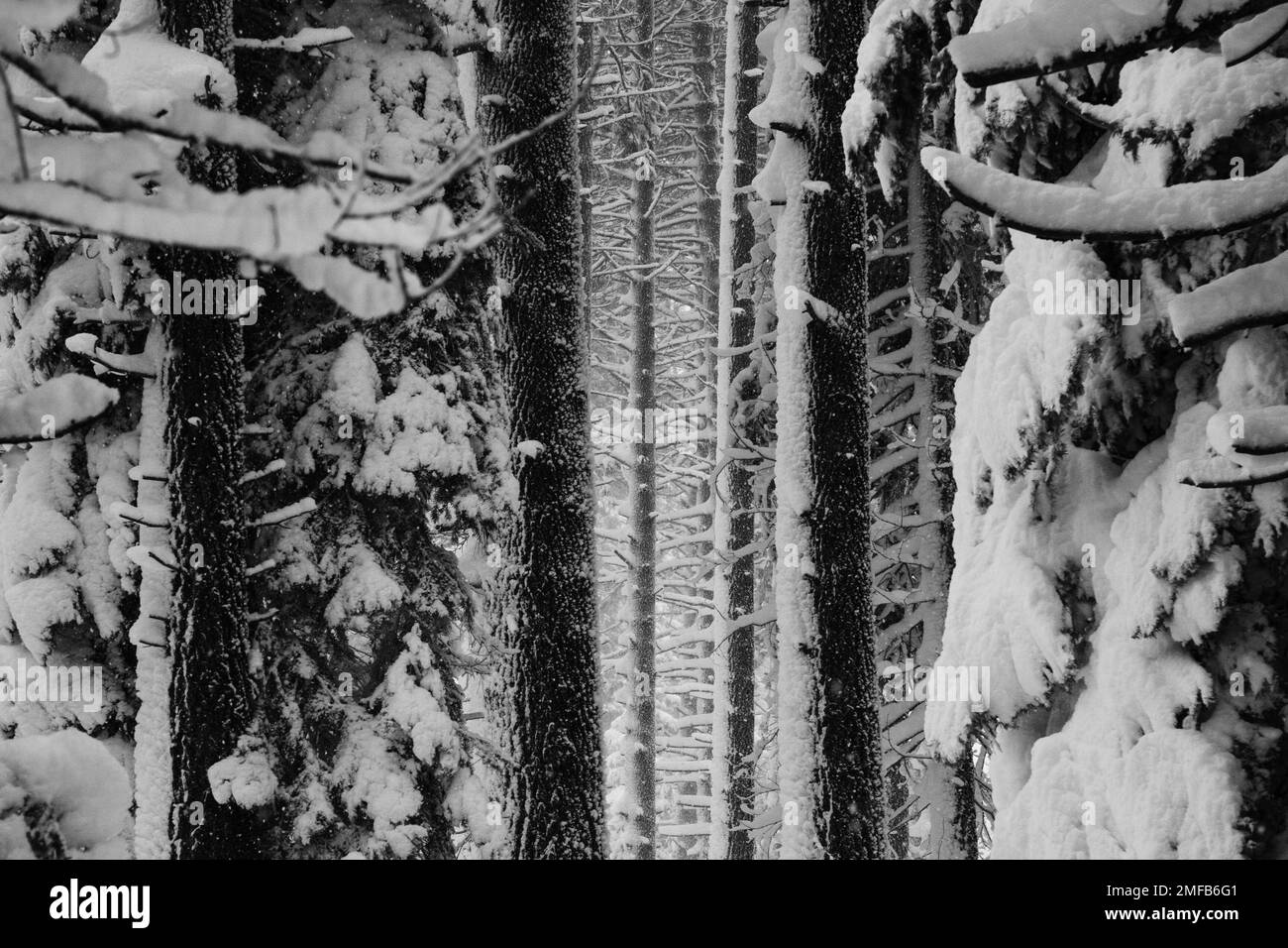 Forêt enneigée - Californie Banque D'Images