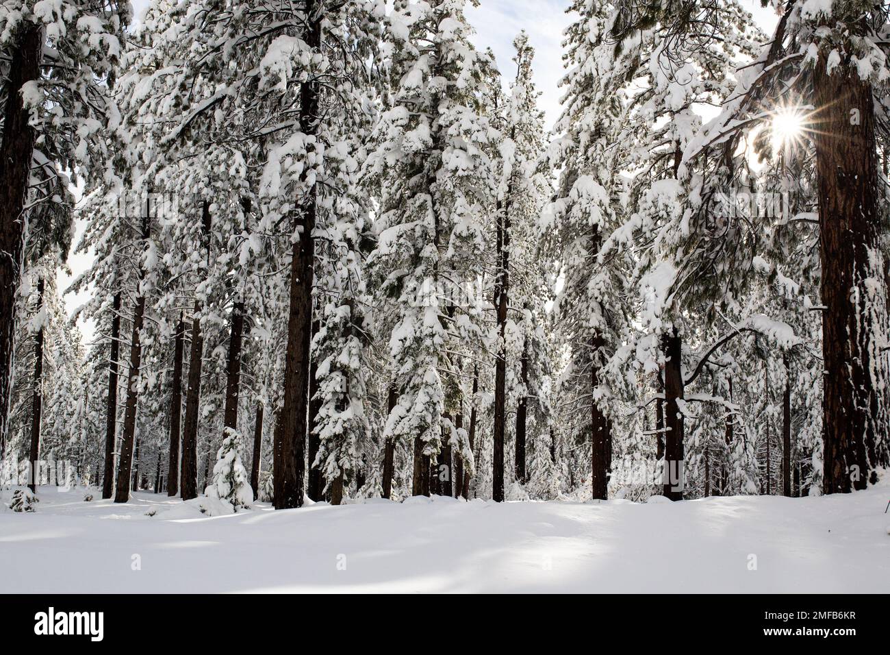 Forêt enneigée pendant un lever de soleil froid - Lake Tahoe, Californie Banque D'Images