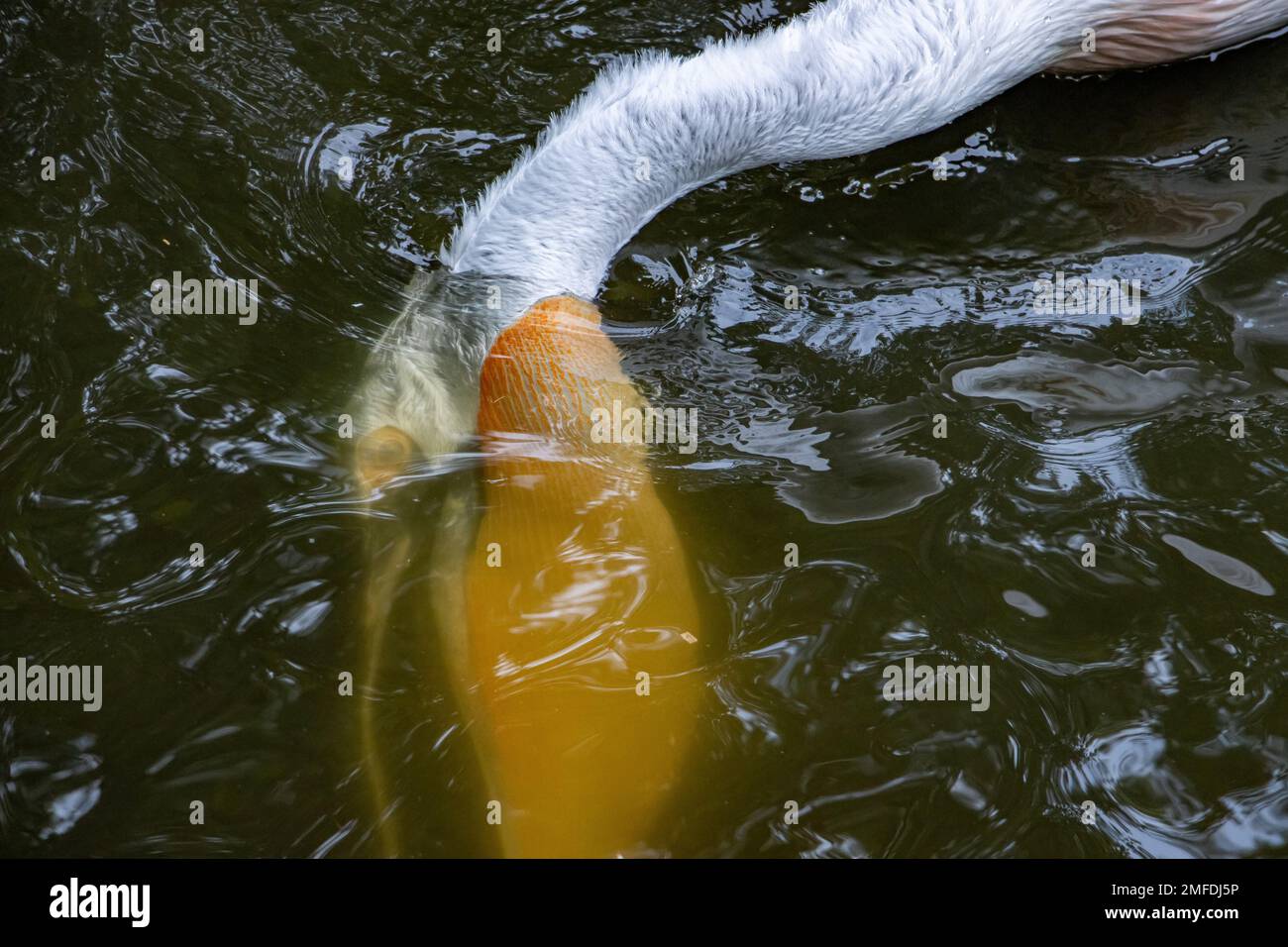 Le pélican dalmatien (Pelecanus crispus) avec sa tête sous l'eau Banque D'Images