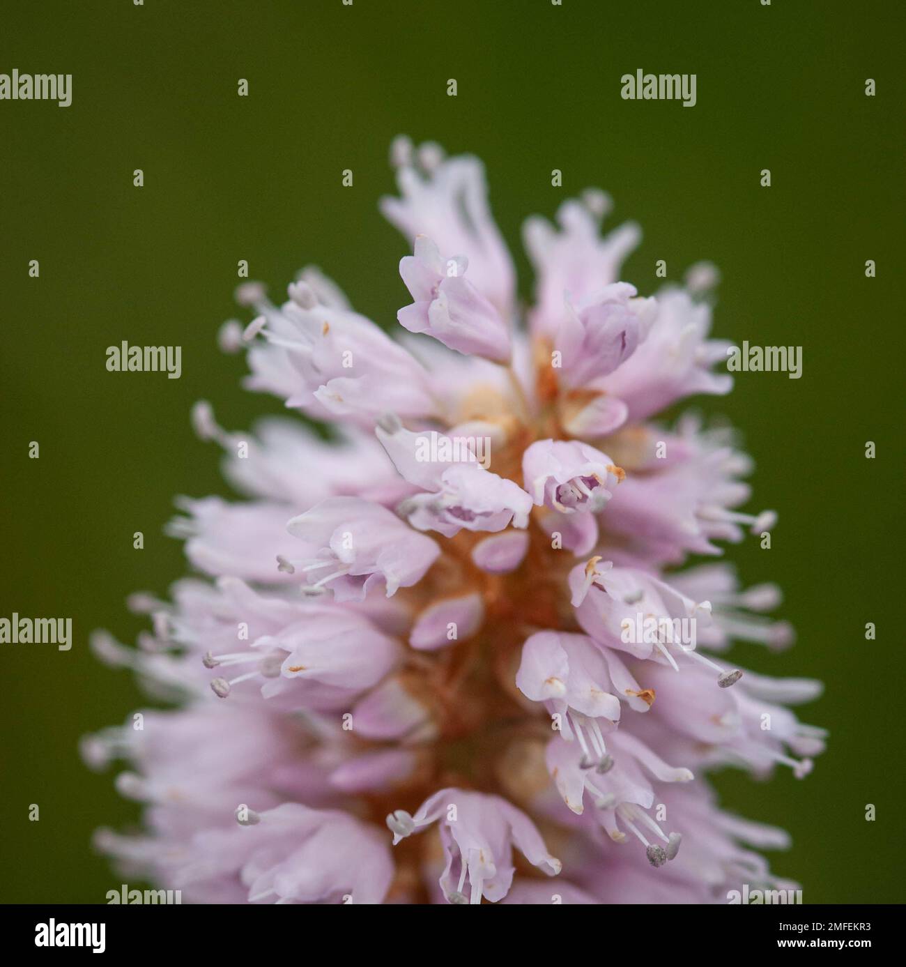 Macro d'un bistorort commun jaune (Bistorta officinalis), fond vert foncé Banque D'Images