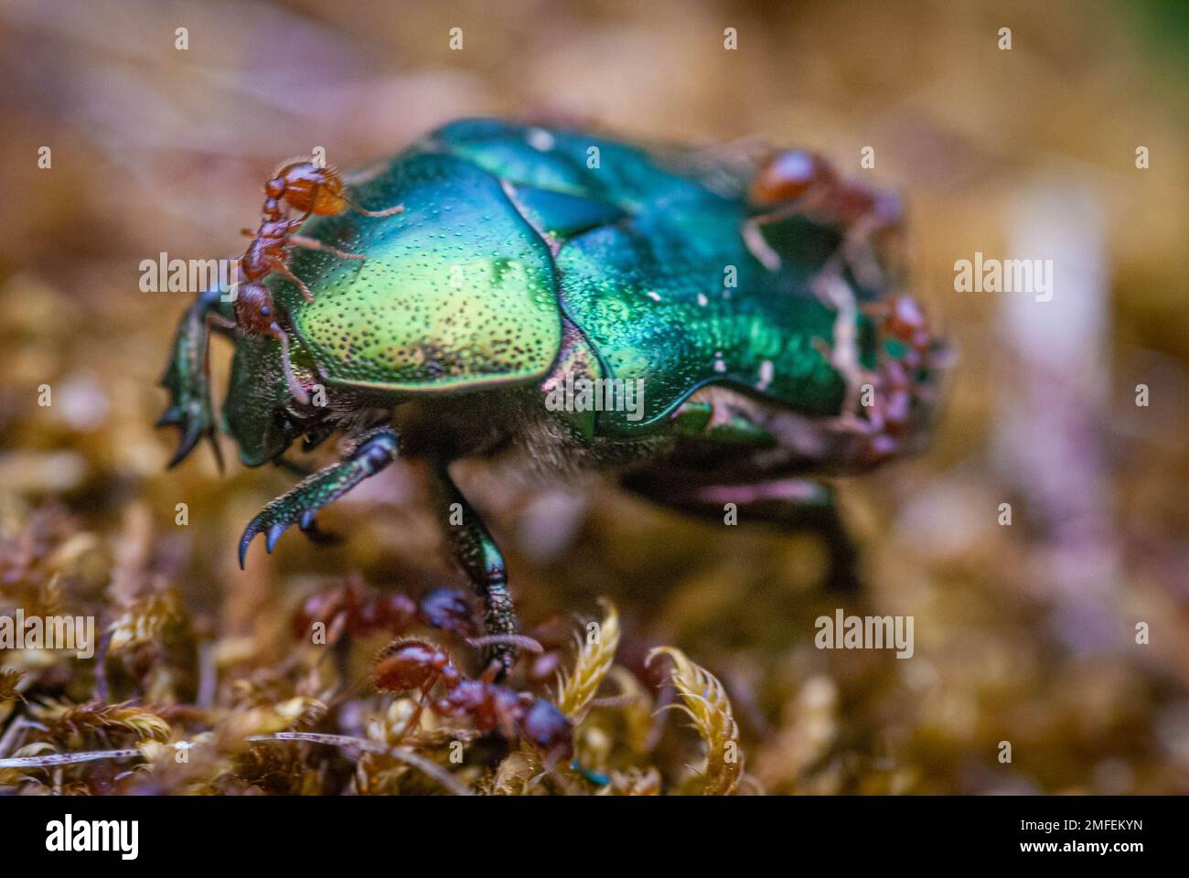 Photo macro d'un chaserer de rose vert luttant pour sa vie avec des fourmis de feu Banque D'Images