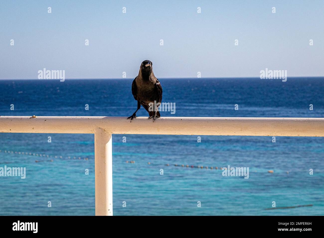 Les corneilles sont des oiseaux noirs connus pour leur intelligence, leur adaptabilité, leur appel distinctif, leur utilisation d'outils et leur représentation symbolique Banque D'Images