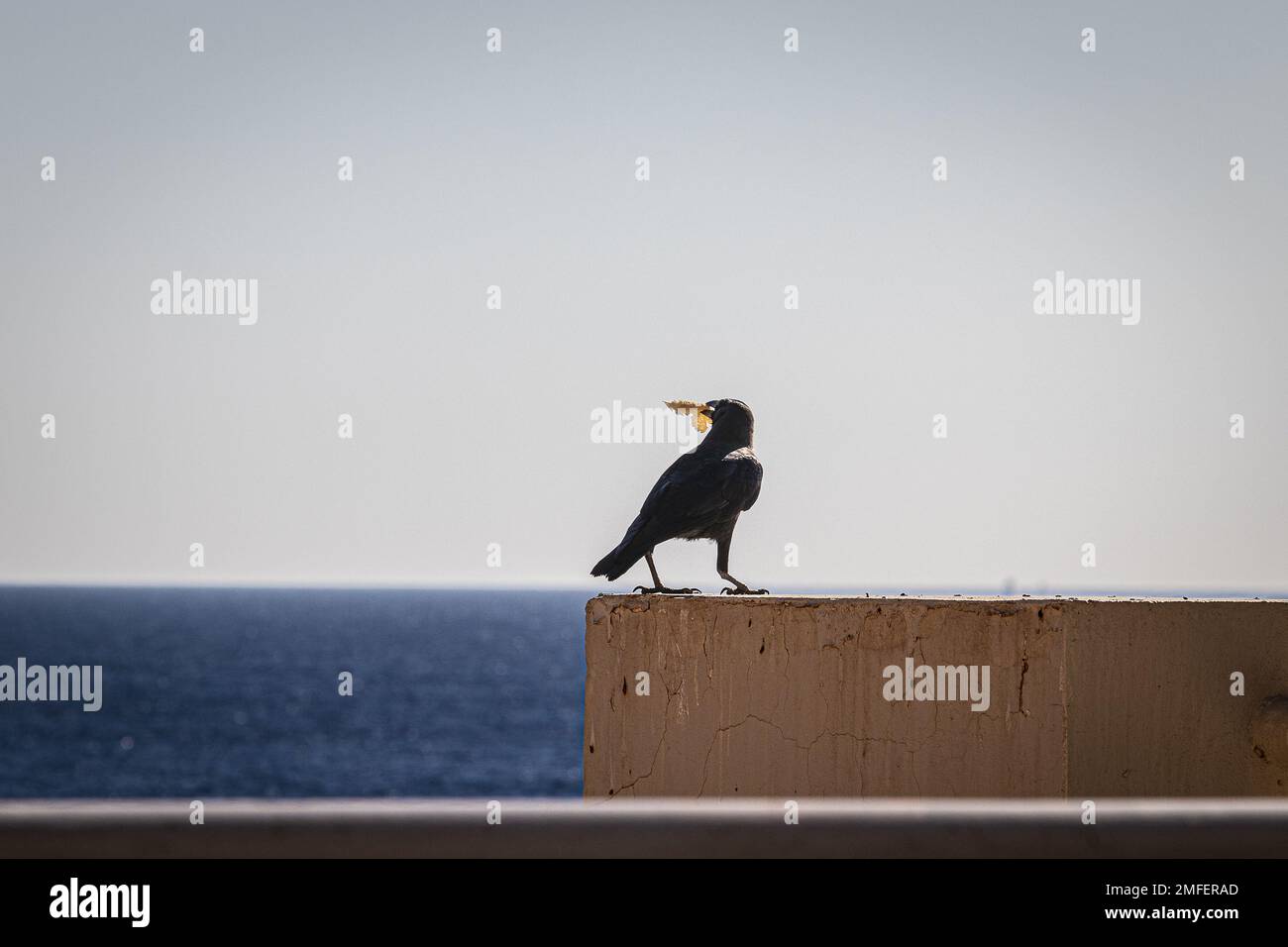 Les corneilles sont des oiseaux noirs connus pour leur intelligence, leur adaptabilité, leur appel distinctif, leur utilisation d'outils et leur représentation symbolique Banque D'Images