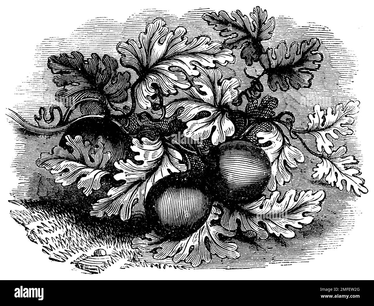 Colocynth, pomme amère, concombre amer, gourde du désert, Citrullus colocynthis, anonym (livre de biologie, 1881), Koloquinte, coloquinte Banque D'Images