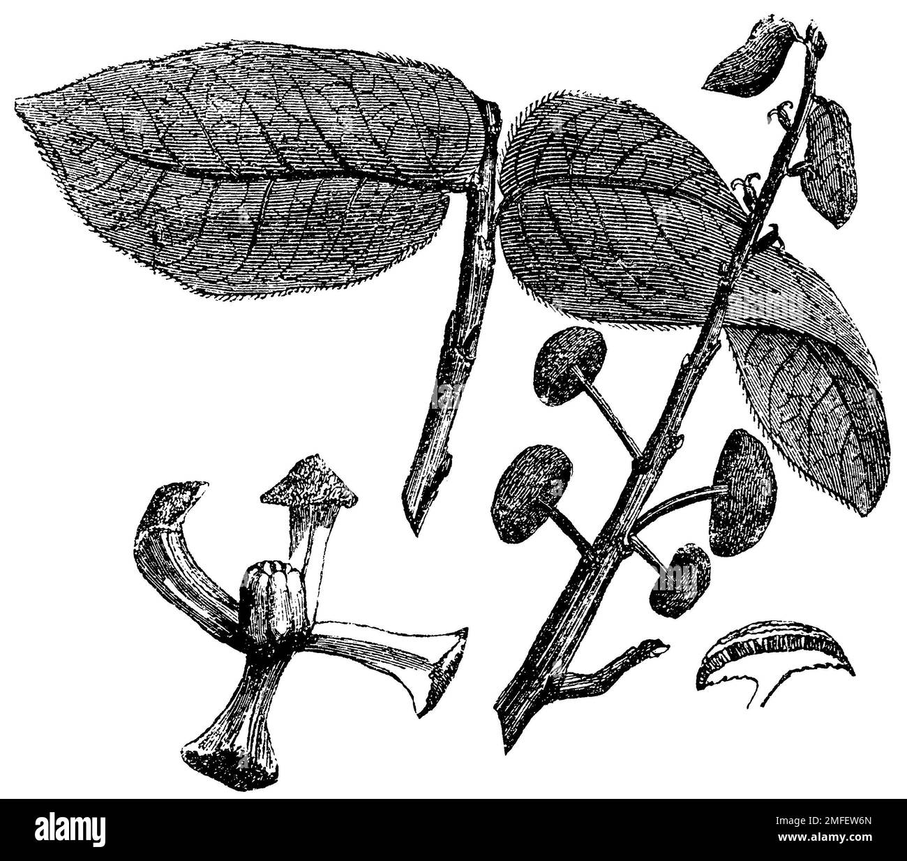 Upas arbre, feuilles et fleurs, Antiaris toxicaria, (encyclopédie, 1893), Upasbaum, Blätter und Blüten, Arbre UPAS, feuilles et fleurs Banque D'Images