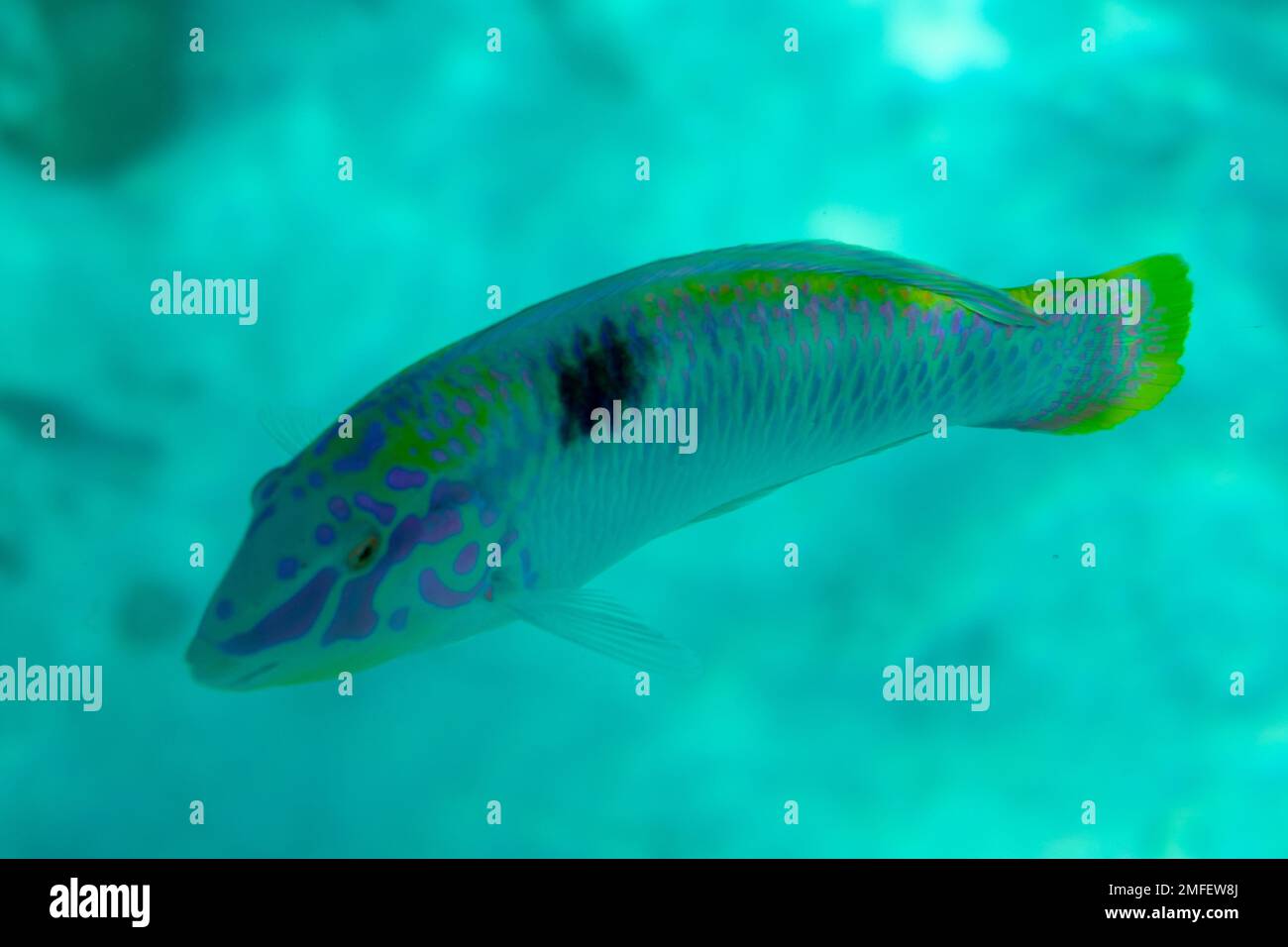 belles photos sous-marines corail poissons de récif dans l'eau Banque D'Images