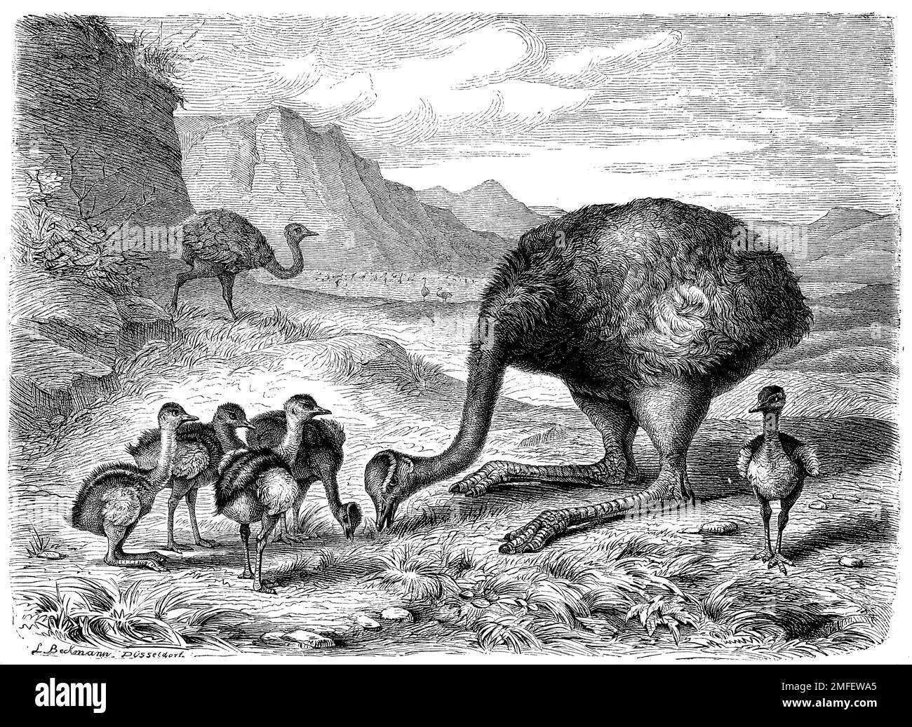 Grand Rhea, Rhea americana, (livre de zoologie, 1870), Nandu, Nandou d'Amérique Banque D'Images