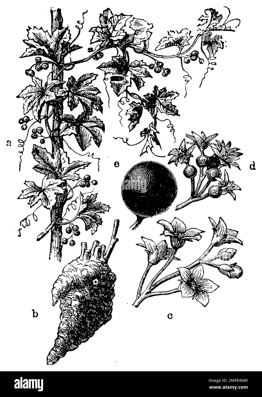 bryonie blanche, une branche d'escalade, b root, c mâle, d femelle cyme, e Berry., Bryonia alba, (encyclopédie, 1898), Weiße Zaunrübe, A kletternder Zweig, b Wurzel, c männliche, d weibliche Trugdolde, e Beere, bryone blanche, un rameau grimpant, b racine, c cistine mâle, d cistine fémorale, e baie Banque D'Images