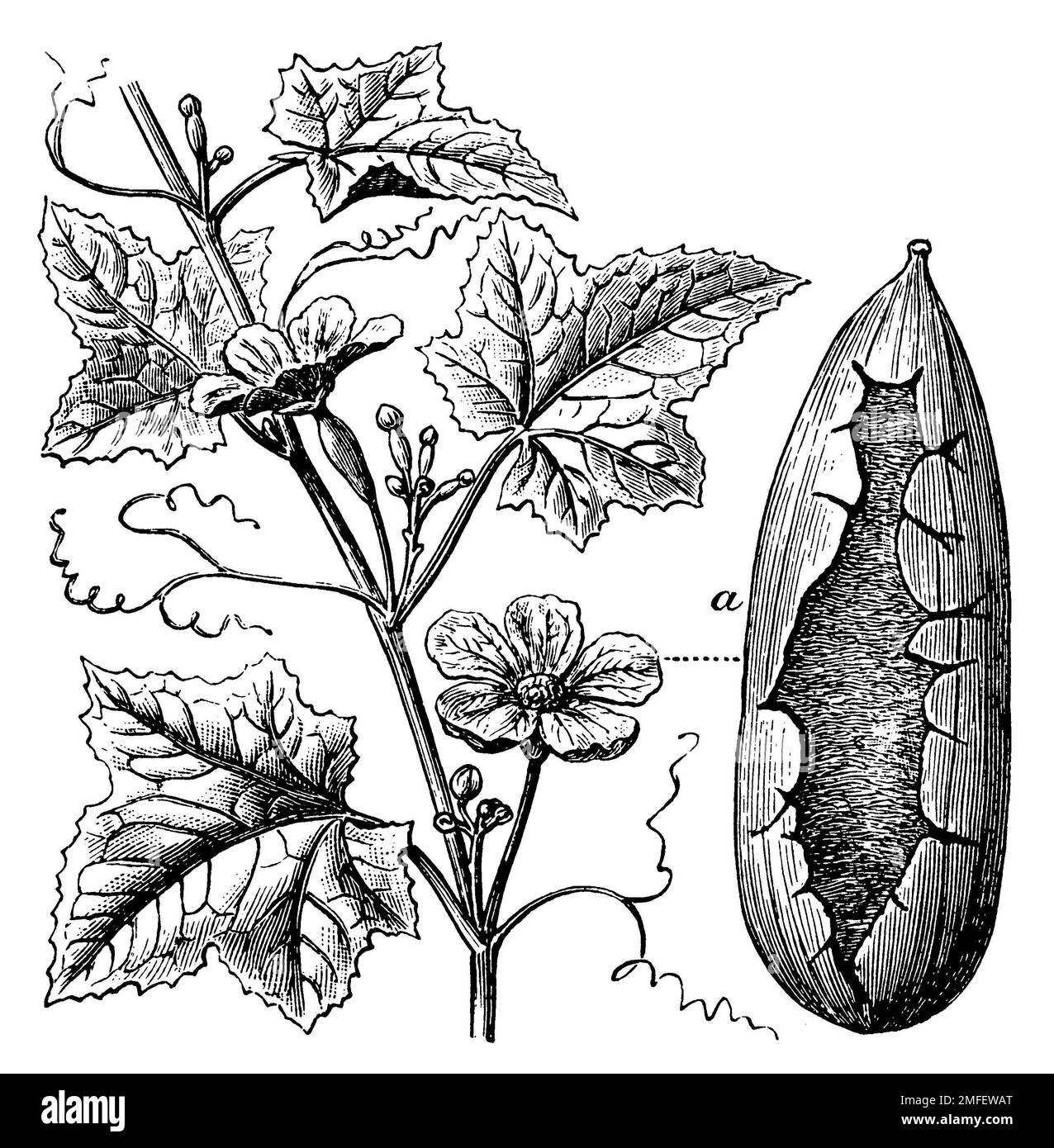 Eponge gourd, Luffa aegyptiaca, (encyclopédie, 1898), Schwammkürbis, Courge éponge Banque D'Images