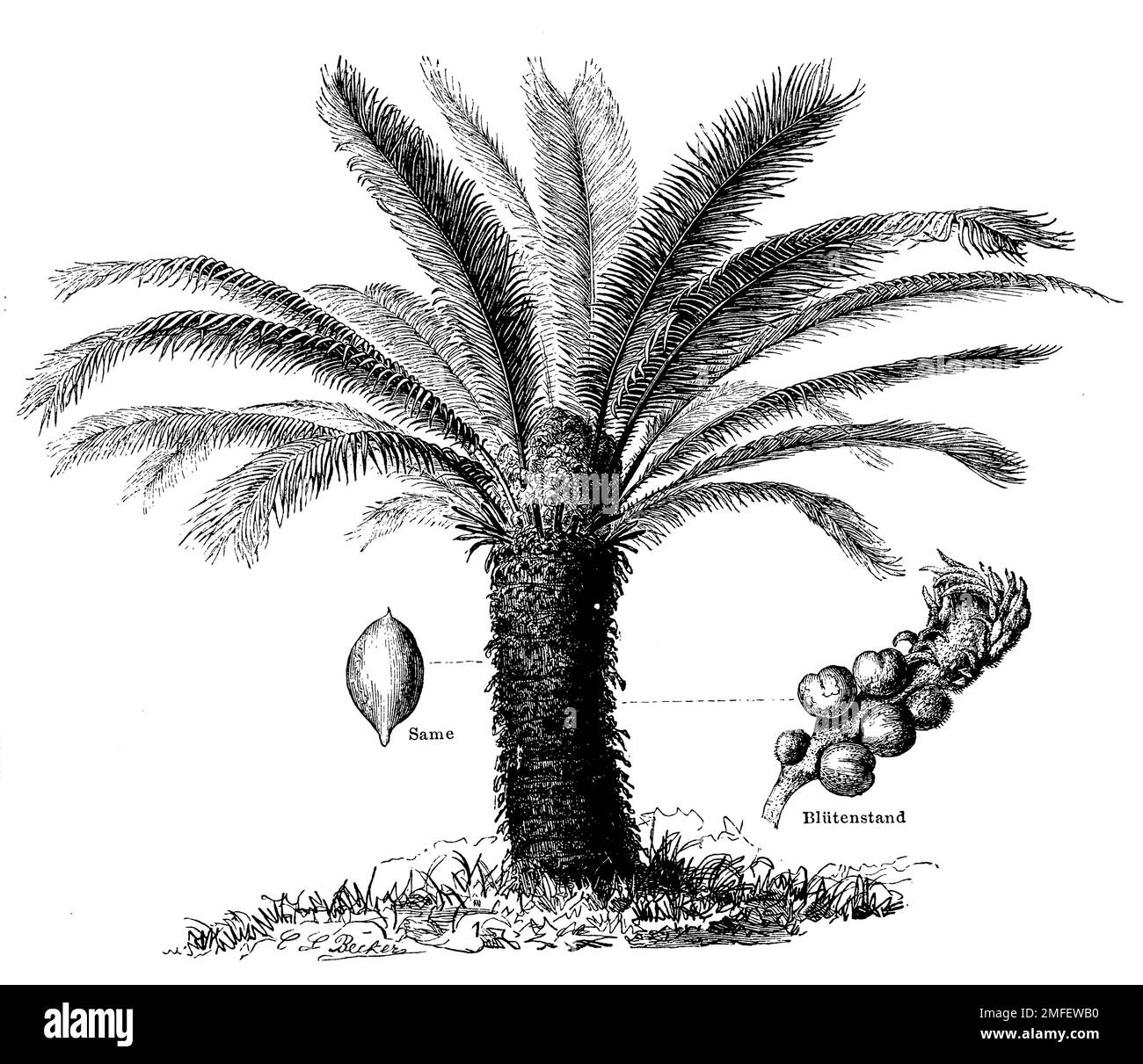 Palmier nago, Cycas Revoluta, (encyclopédie, 1888), Japanischer Sagopalmfarn, Sagoutier, sagou du Japon Banque D'Images