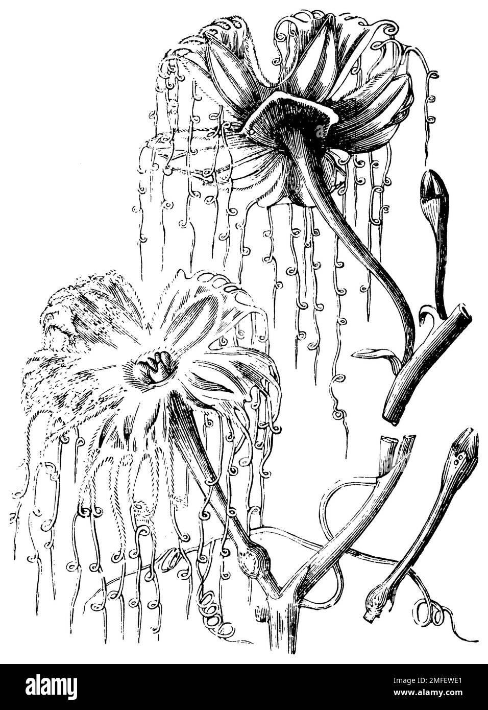 Hodgsonia heteroclita, fleurs, fleur d'étamine supérieure, fleur de pistillat inférieure, Hodgsonia heteroclita, (livre botanique, 1910), Hodgsonia heteroclita, Blüten, oben Staubblüte, Unten Stempelblüte, Hodgsonia heteroclita, fleurs, en haut étamine, en bas pistil Banque D'Images