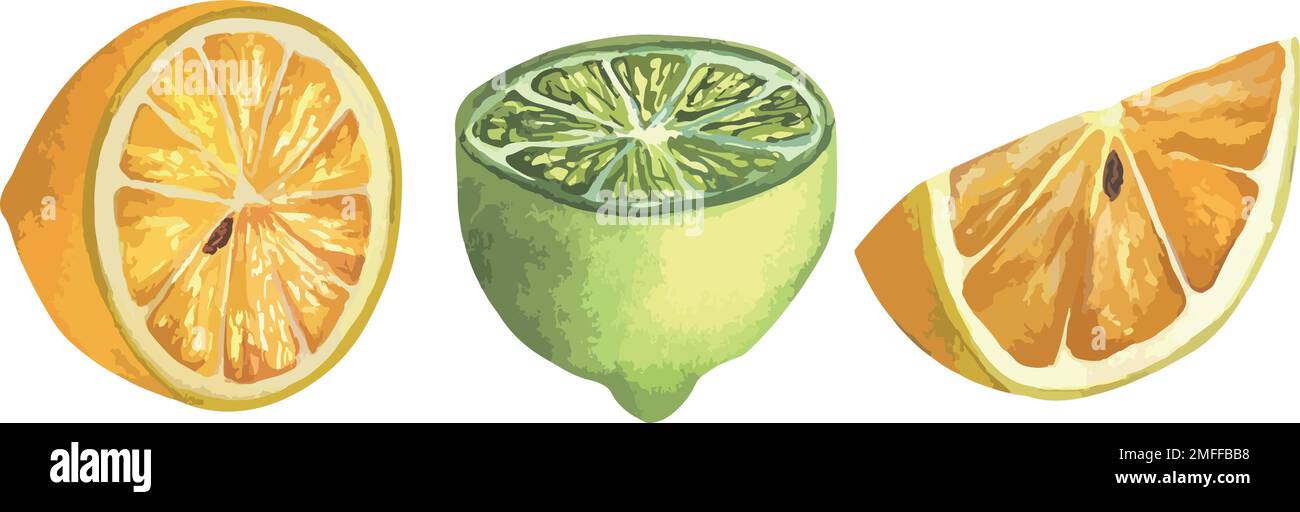 Illustration vectorielle de citrons juteux, de tranches et de citrons jaunes entiers, de fruits juteux Illustration de Vecteur