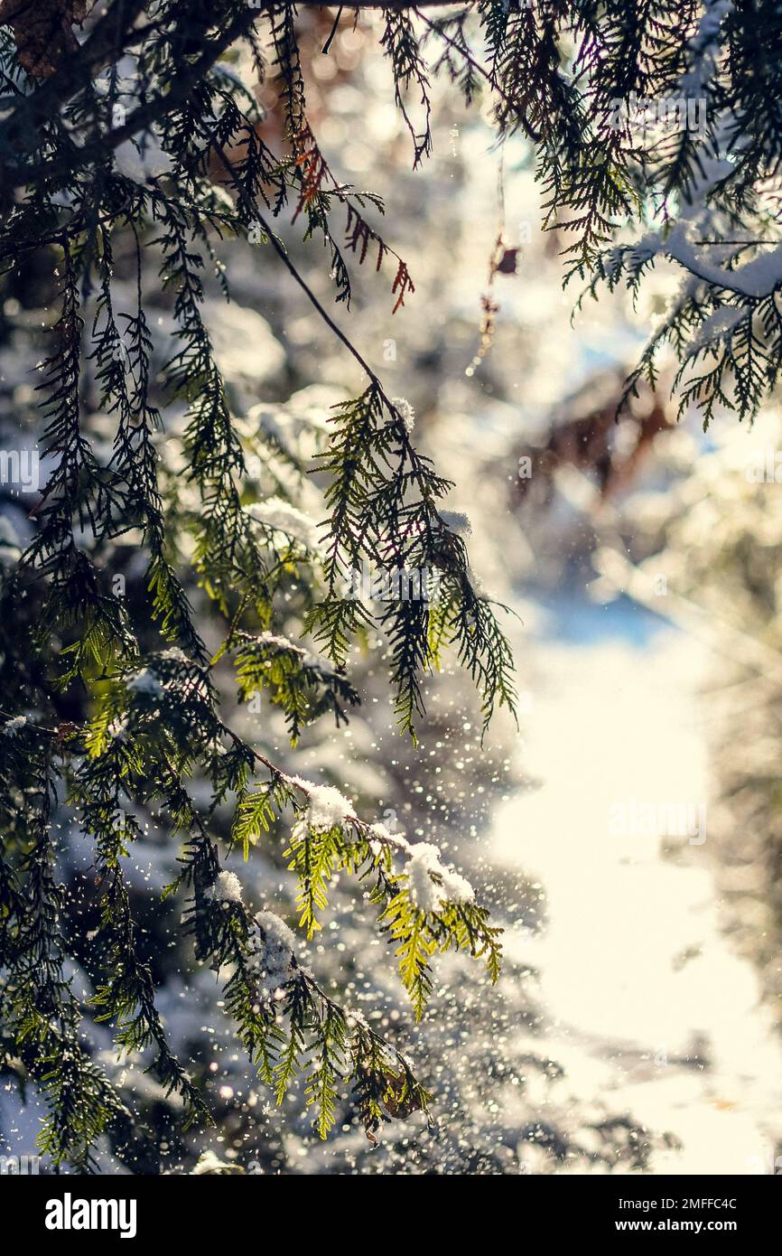 Gros plan flocons de neige tombant de branches d'épinette photo concept Banque D'Images