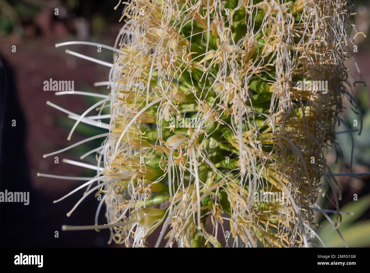 Gros plan principalement flou de fleur blanc-jaune de queue de renard agave. Motif naturel STAMENS et pistils sur fond sombre. Été exotique nature WalllPape Banque D'Images