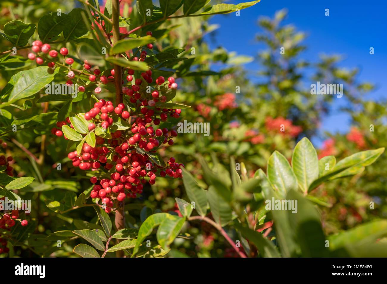 Baies rouges de Nandina domestica, bambou céleste ou bambou sacré Banque D'Images