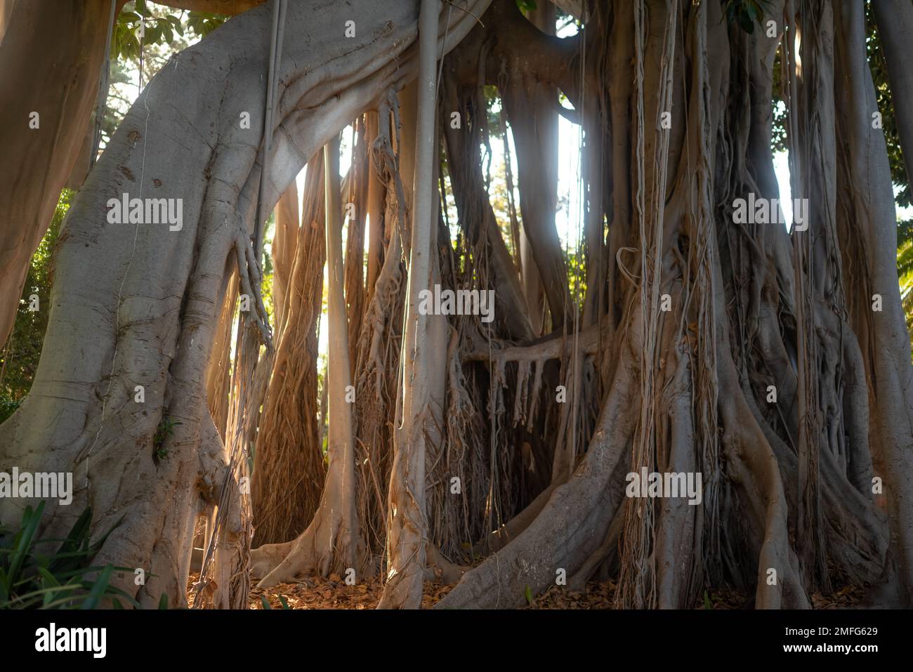 Ficus macrophylla F. columnaris, banyan Tree ou Lord Howe fig. Racines aériennes Banque D'Images