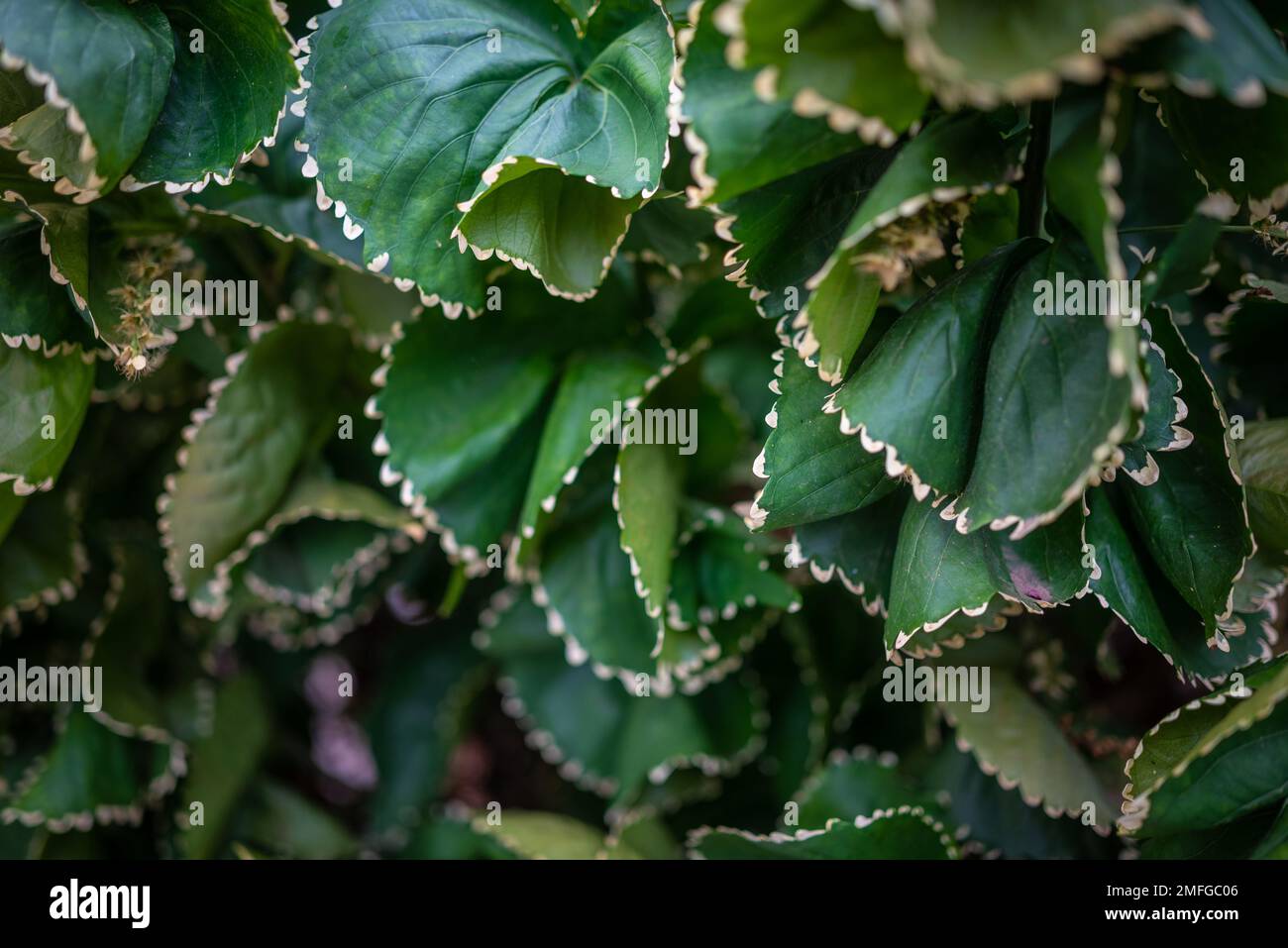 La plupart du temps floue variété inhabituelle de plante de feuille de cuivre avec des bords dentés blancs Banque D'Images